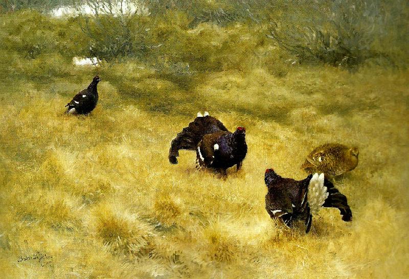 bruno liljefors orrspel i mossen oil painting image